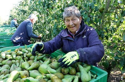 Peren plukken met plezier: de zeventigers en tachtigers in deze boomgaard weten van geen ophouden