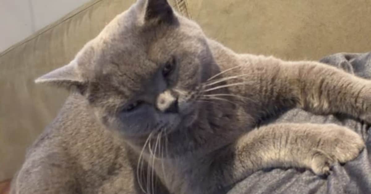 Heb jij Lina gezien? Dit huisdier wordt in Reimerswaal vermist