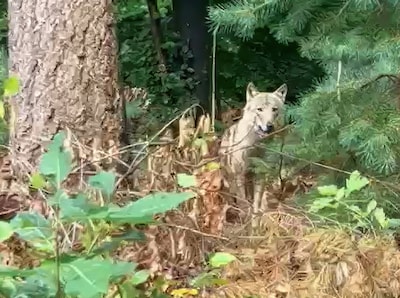 Weer een bijtincident met wolf in Utrecht: ‘Kind tijdens spelen meegesleurd, omstanders slaan wolf met stok’