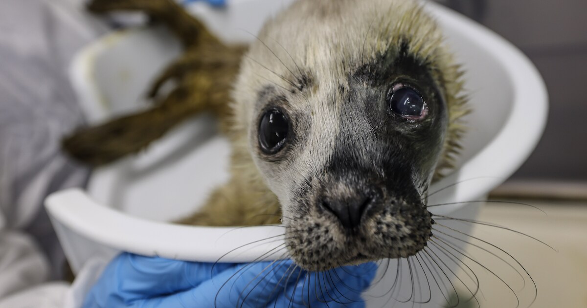 Creatieve voorjaarsvakantie: bouw je eigen bewegende zeehond bij A Seal | Goeree-Overflakkee