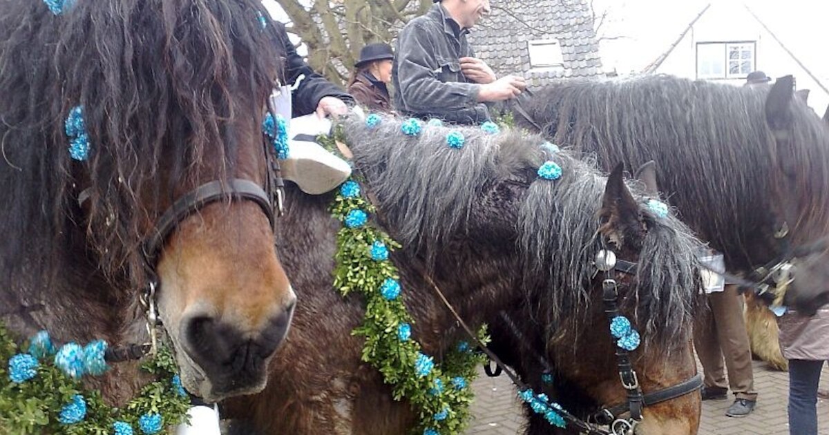 Dertigtal paarden strao Ellemeet