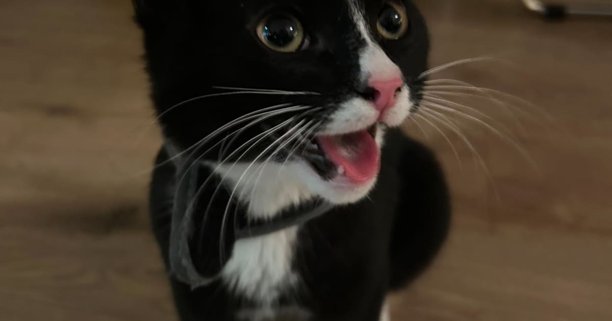 Heb jij Kazik gezien? Dit huisdier wordt in Vlissingen vermist