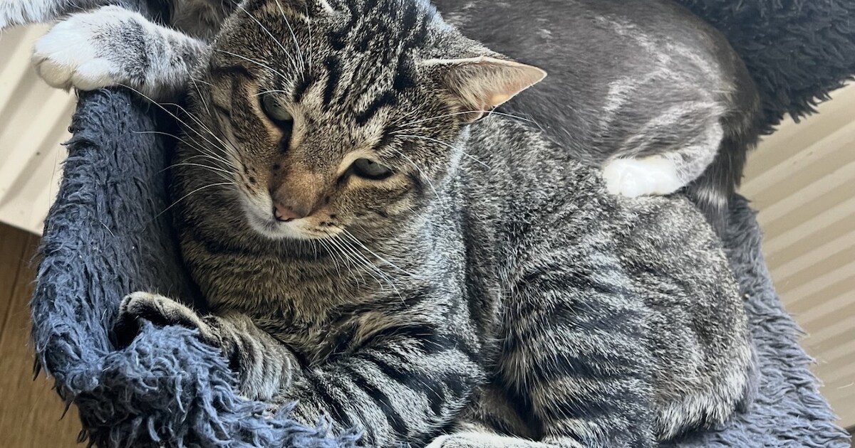 Heb jij Alex of Nala gezien? Deze twee huisdieren worden in Borsele vermist