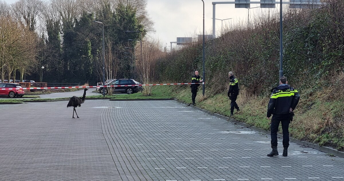 Emoe ontsnapt in Prinsenbeek, politieagenten vangen het dier