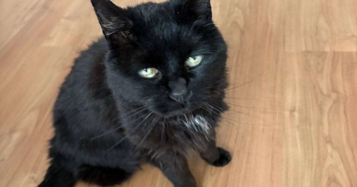 Heb jij Mokus, Bella of Sjors gezien? Deze vier huisdieren worden in Borsele vermist