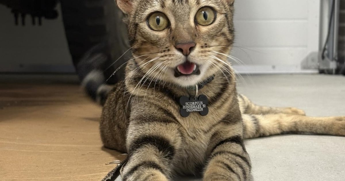 Heb jij Nala, Keesje of Loeli gezien? Deze zes huisdieren worden in Terneuzen vermist