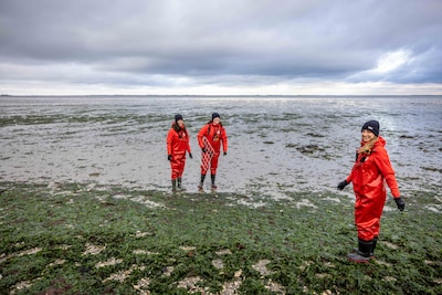 Zeegras laten groeien in een cirkels blijkt succesvol; Grevelingen minder doods