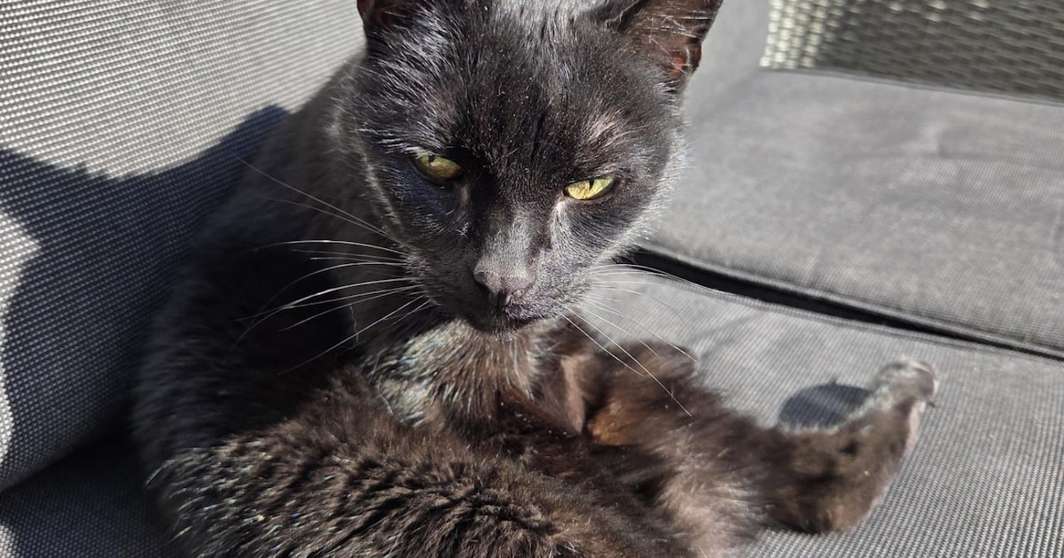 Heb jij Bella gezien? Dit huisdier wordt in Kapelle vermist
