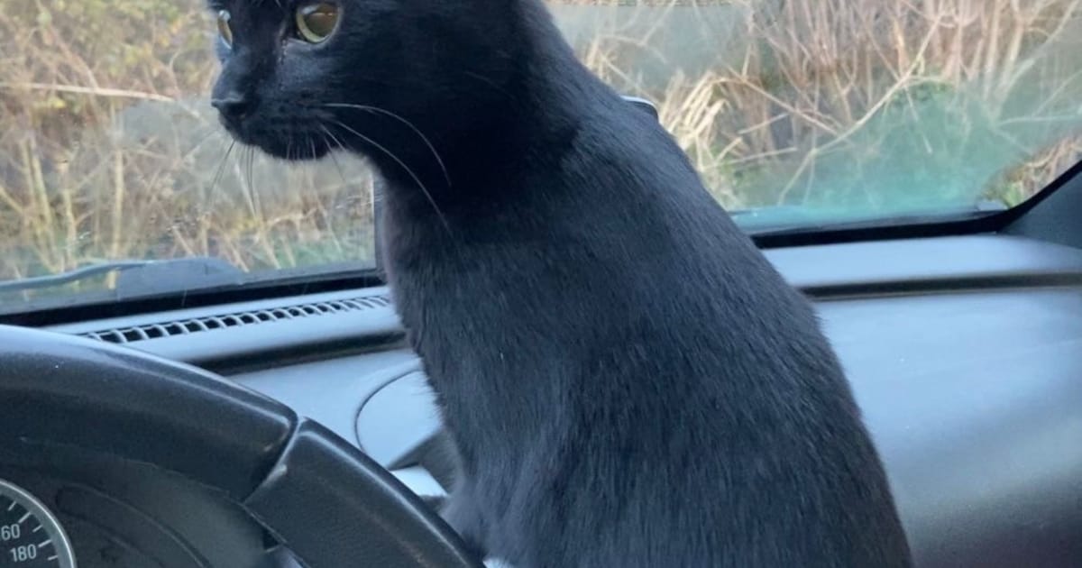 Heb jij Jacky of Moosje gezien? Deze twee huisdieren worden in Terneuzen vermist