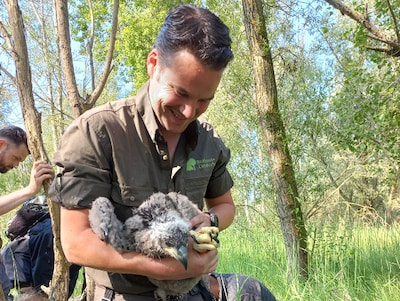 Zeearend WN76 overleden na botsing met windmolen: ‘Jaren wachten op een kuiken, en dan eindigt het z
