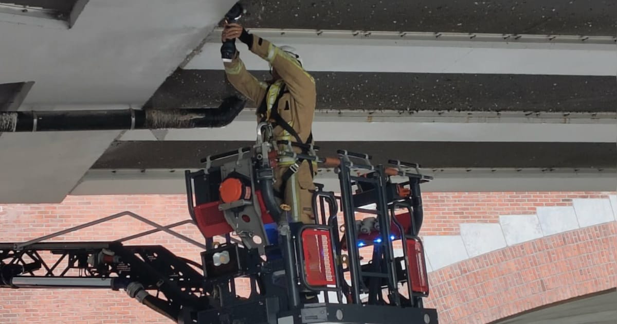 Duiven sterven ‘langzame dood’ achter netten onder Stropbrug: brandweer bevrijdt dieren, stad grijpt
