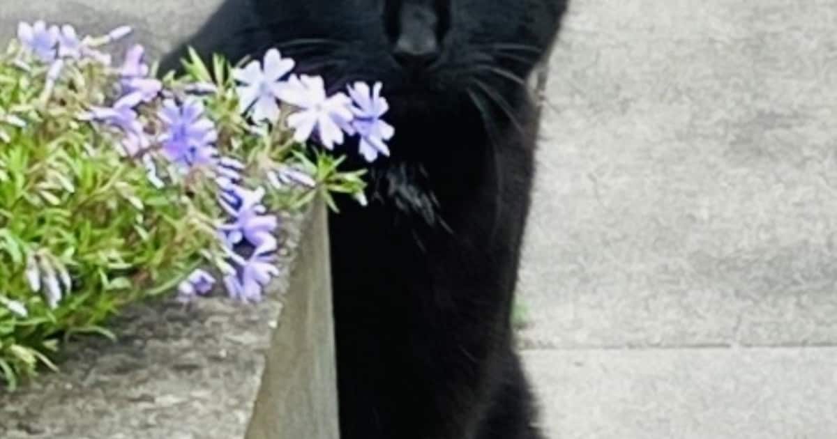 Heb jij Loetje gezien? Dit huisdier wordt in Tholen vermist