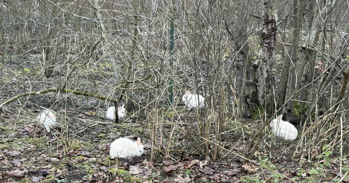 Sint-Annabos op Linkeroever heeft er schattige familie bij: “De diertjes zijn er waarschijnlijk gedu
