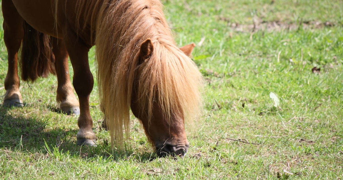 Pensionstalling De Kreekrug in Grijpskerke opent deuren tijdens Week van het Paard