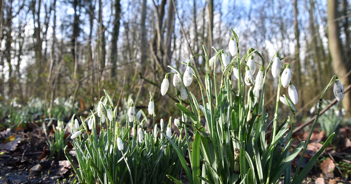 Natuurexperiment in Nollebos in Vlissingen levert bijzondere soorten op
