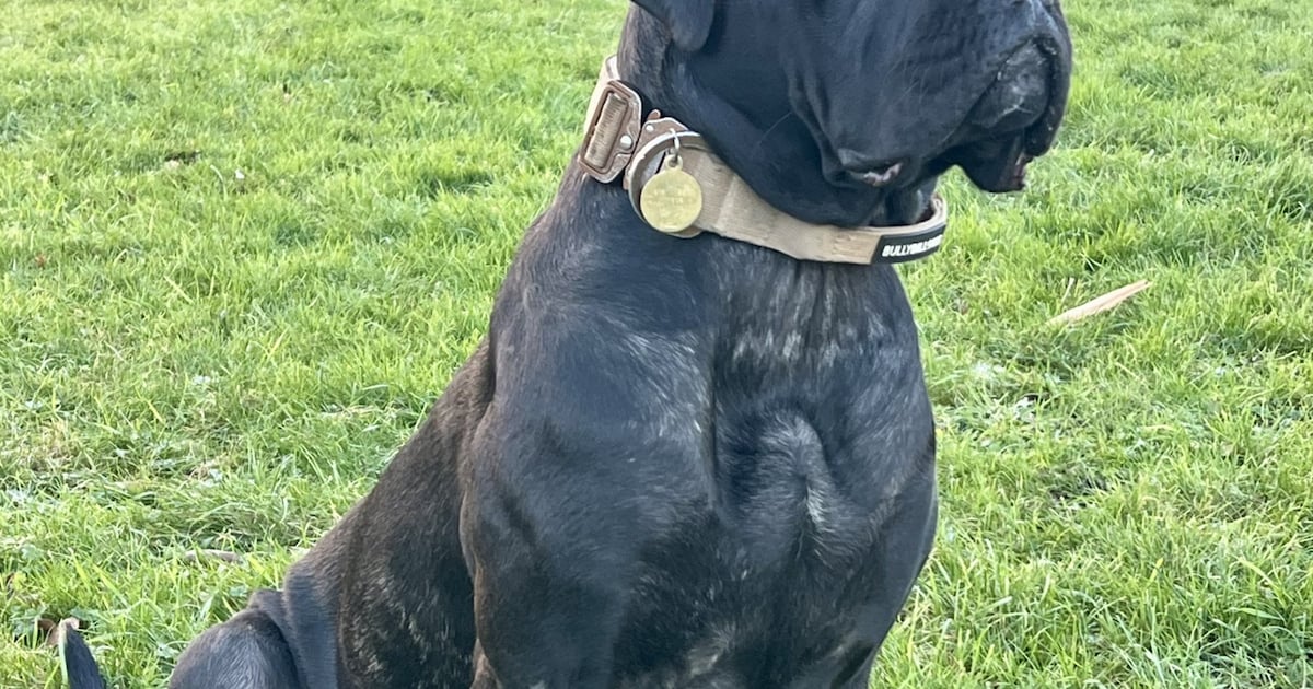 Heb jij Nera gezien? Dit huisdier wordt in Borsele vermist