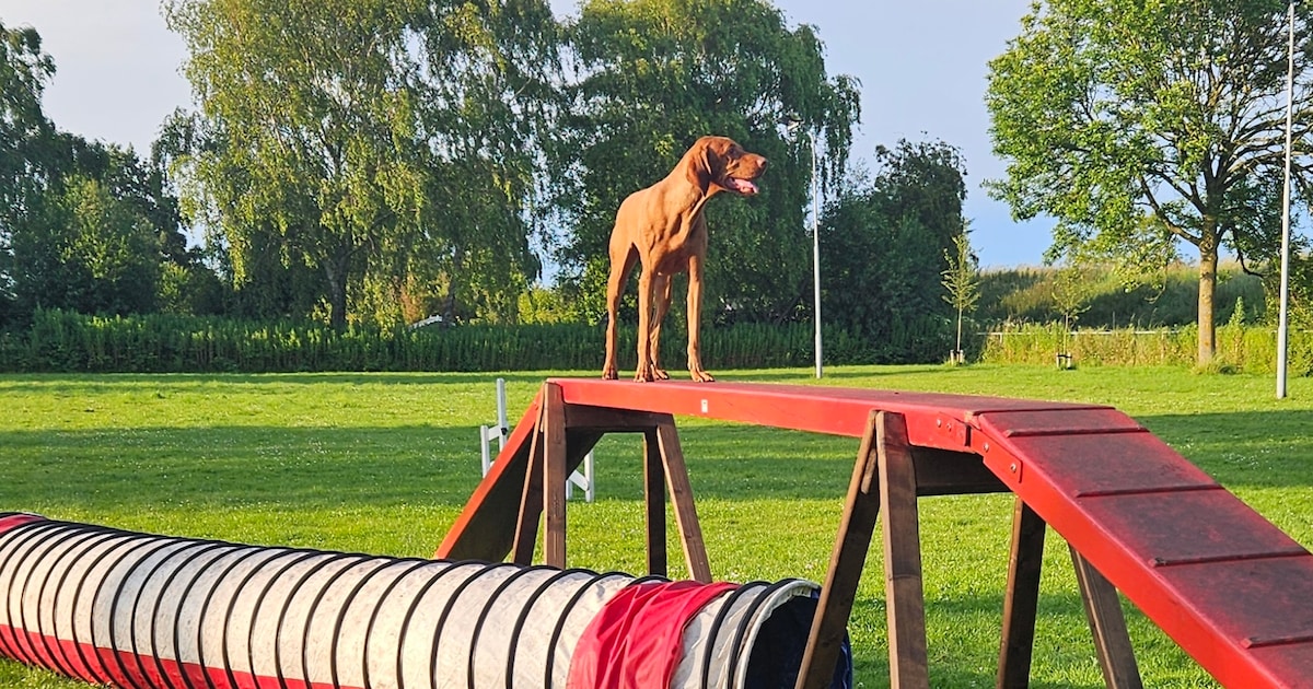 Eén miljoen euro om huizen te bouwen voor ‘mensen die overlast veroorzaken in gewone wijken’, dat pu