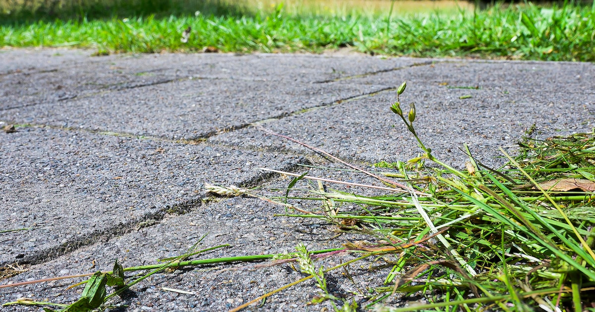 Gemeente Kapelle past maaibeleid aan voor meer biodiversiteit