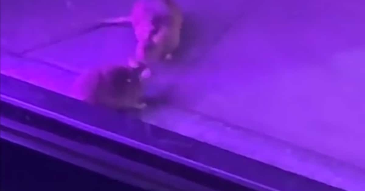 Weer ongedierte in Rotterdamse horeca: vermoedelijk muizen rennen door Taco Bell