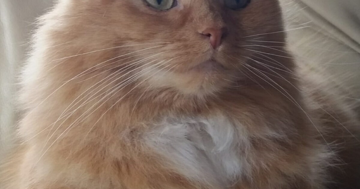 Heb jij Poes, Muis of Replay gezien? Deze drie huisdieren worden in Reimerswaal vermist