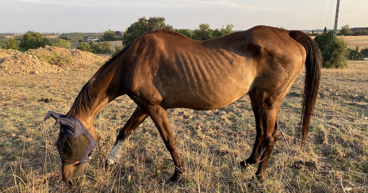 Rechter straft paardenhouder, hij mag geen dieren meer houden nadat veulens en paarden overleden