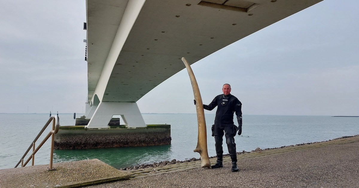 Duiker die ‘vinvisbotten’ vond in Oosterschelde verrast door echte herkomst
