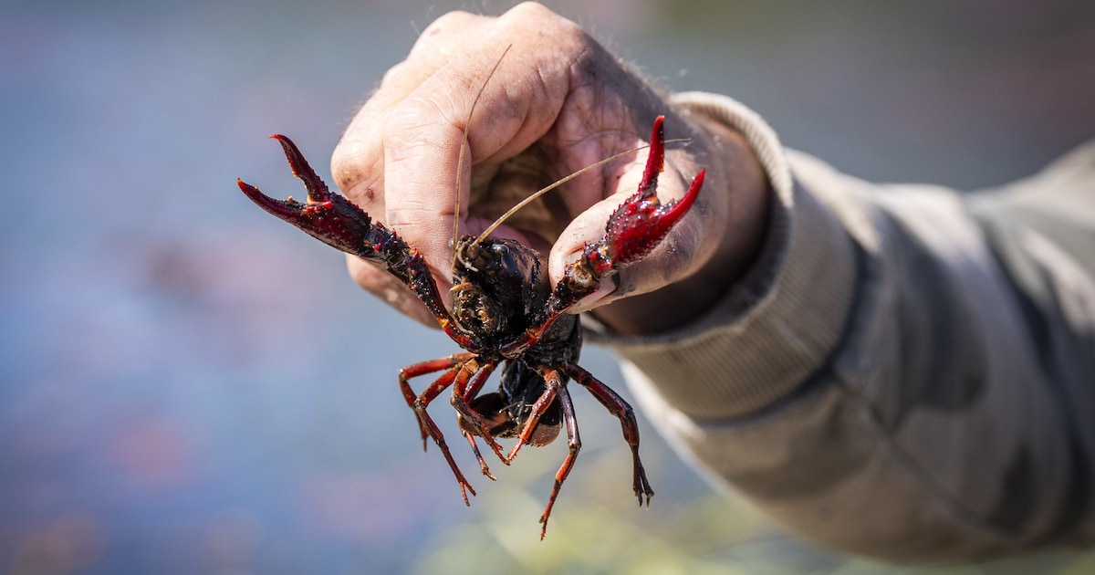 Een rood pantser en zwarte kraaloogjes: Amerikaanse rivierkreeft drijft ambtenaren tot waanzin