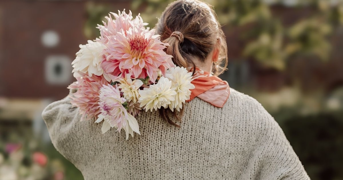 De dahlia wordt steeds populairder in Zeeuwse tuincentra en pluktuinen: ‘Alle liefde die je erin ste