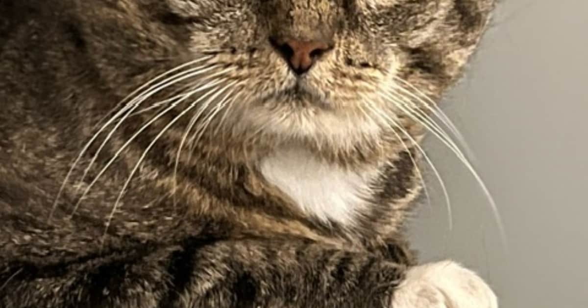 Heb jij Melvin of Chalot gezien? Deze twee huisdieren worden in Vlissingen vermist