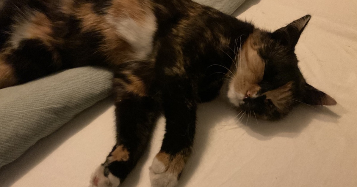 Heb jij Pip, Doerak of Coentje gezien? Deze zeven huisdieren worden in Tholen vermist
