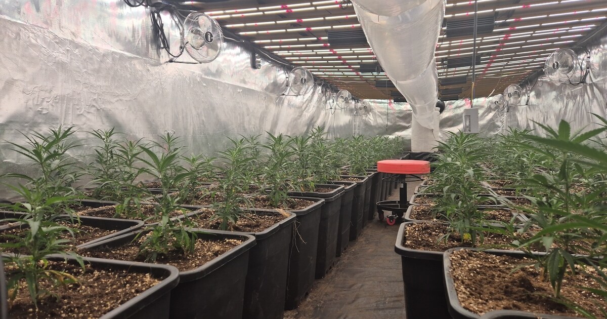 Hennepkwekerij ontdekt in Numansdorp, verdachte aangehouden