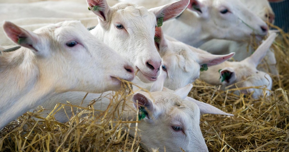 Ministerie wil geen gevangenis naast geiten in Ritthem: ‘De gezondheidsrisico’s zijn te groot’