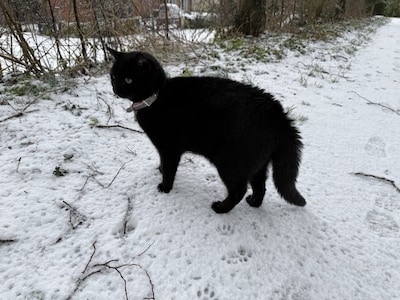 Heb jij Nala of Manara gezien? Deze twee huisdieren worden in Schouwen-Duiveland vermist