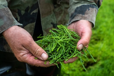 Zeegroentensnijders roepen op tot bijzonder protest: ‘Straks mogen we helemaal niks meer’