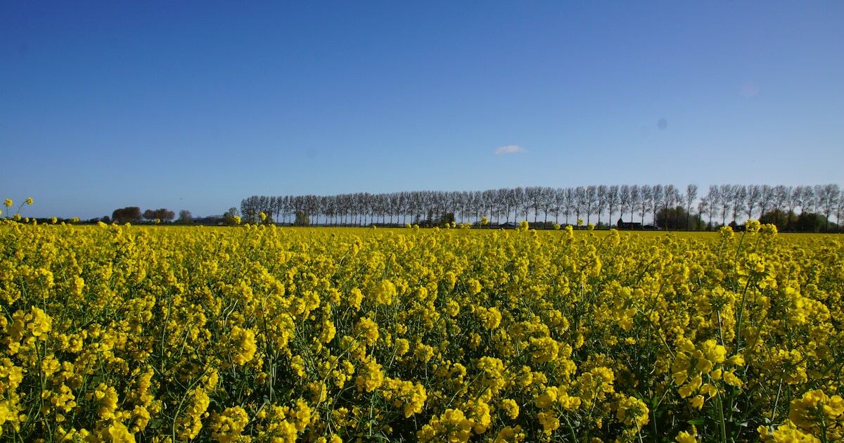MIJN FOTO | Niet ploegen maar bloeien