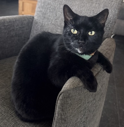 Heb jij Sjonnie, Pippi of Kyara gezien? Deze drie huisdieren worden in Tholen vermist