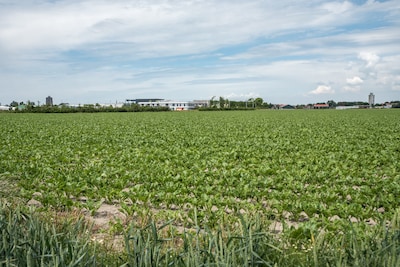 Gemeente sleept grondeigenaren voor rechter voor hoogspanningsstation: verschil in prijs ‘niet te overbruggen’