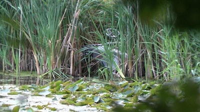 Baby’tje dat in Hulst in sloot belandde ligt nog in ziekenhuis; oorzaak ongeval nog onbekend