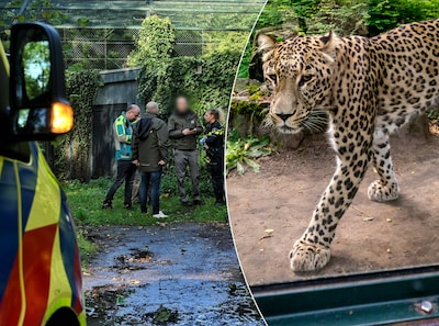 Dit weten we over de panteraanval in dierenpark Beekse Bergen, waarbij een verzorger zwaargewond raakte