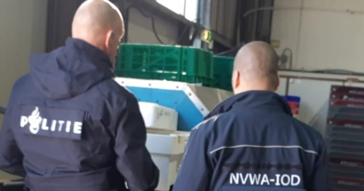 Politie valt binnen bij vishandel in Breskens, eigenaar aangehouden