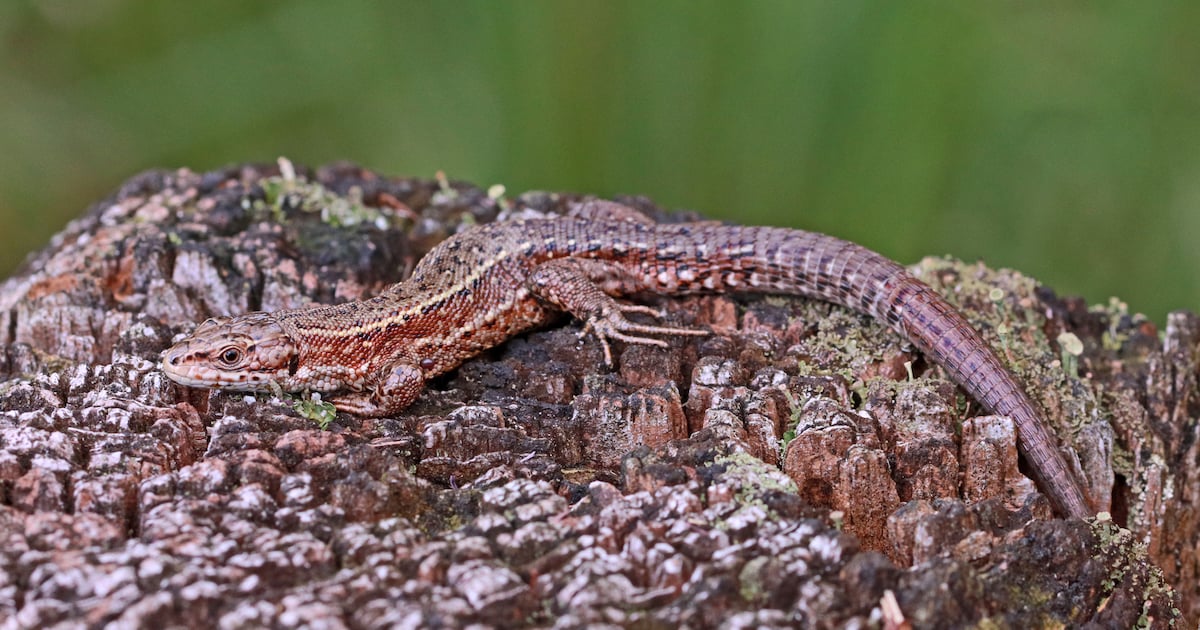 Bezwaar tegen bouw van villa bij Zonnemaire: mogelijk zit een hagedis in de weg