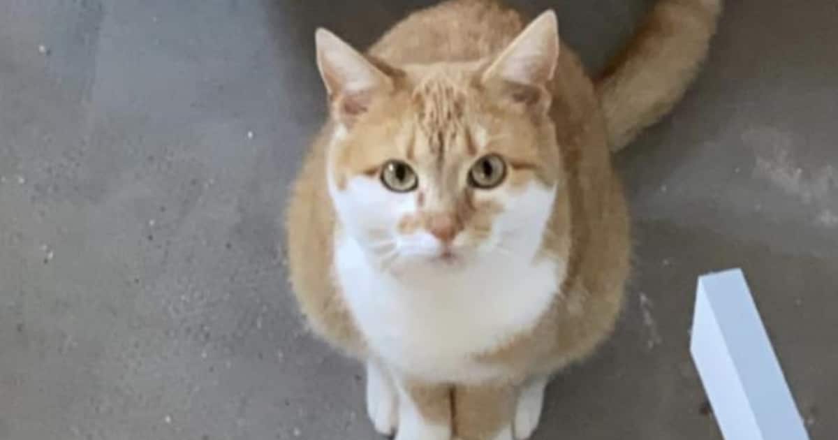 Heb jij Coco, Jack of Liefie gezien? Deze vijf huisdieren worden in Middelburg vermist