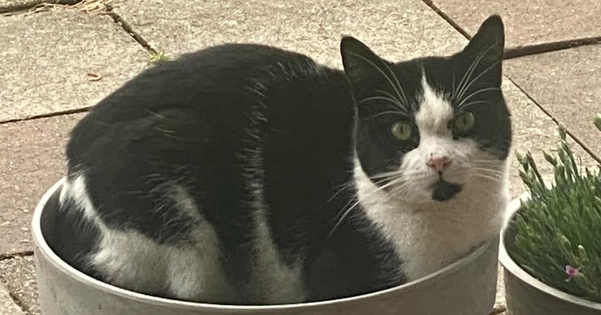 Heb jij Rocky gezien? Dit huisdier wordt in Schouwen-Duiveland vermist