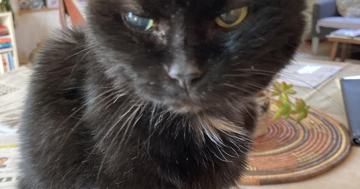 Heb jij Twiggy gezien? Dit huisdier wordt in Middelburg vermist