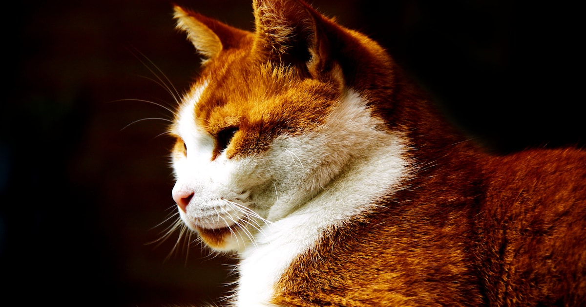 MIJN FOTO | Basje in het zonnetje, speciaal voor dierendag (én de ...