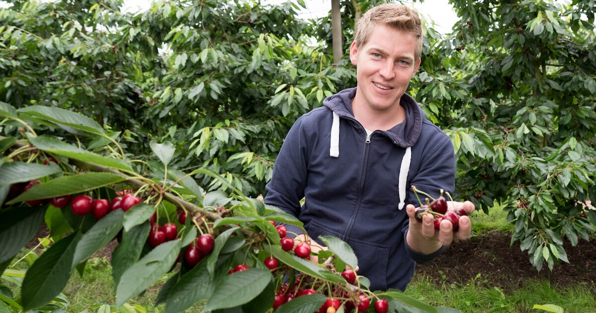 De Schouwse kersen zijn nu rijp