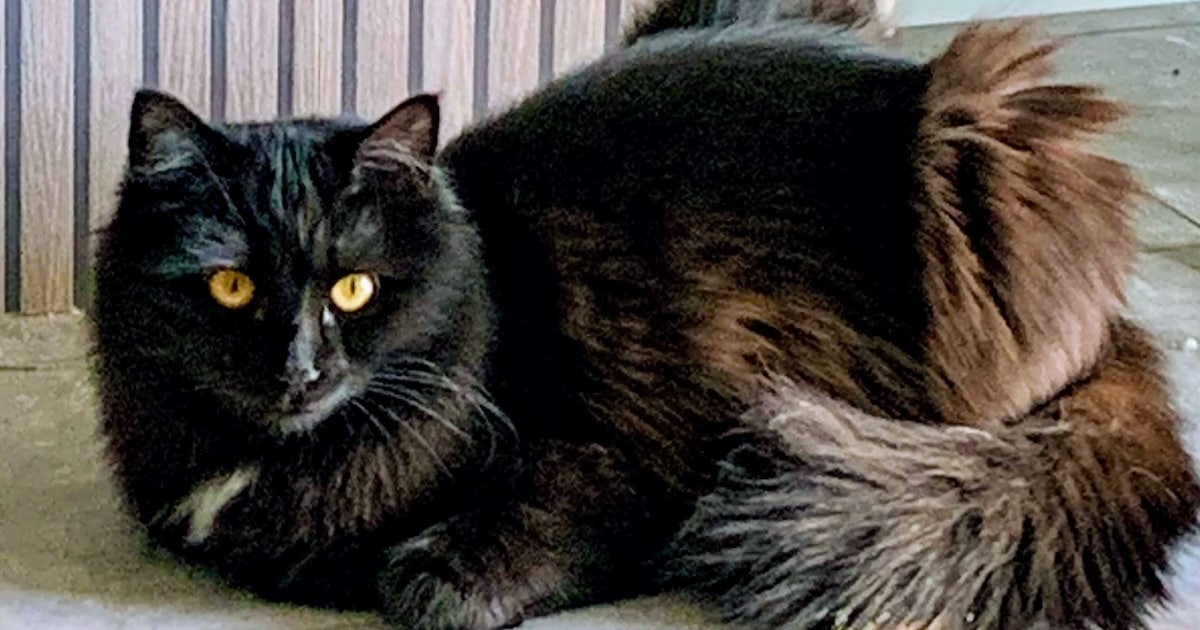 Heb jij O' malley of Ivy gezien? Deze twee huisdieren worden in Borsele vermist