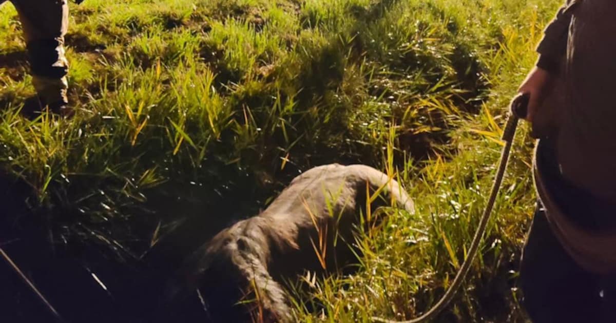 Paard overleden na reddingsactie in Grijpskerke