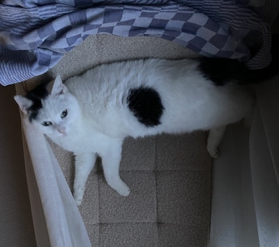 Heb jij Rebel, Blouwy of Aristide gezien? Deze 10 huisdieren worden in Schouwen-Duiveland vermist