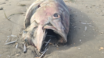 Strandschoonmakers vinden dode tonijn op strand bij de Kwade Hoek